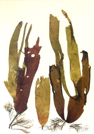 Seaweed artwork