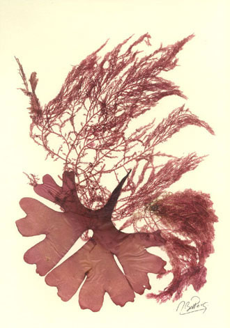Algae Art