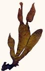 KELP USED FOR ALGINATE EXTRACT