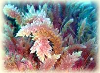ASPARAGOPSIS ARMATA