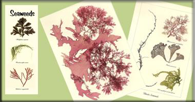 HANDMADE NATURAL SEAWEED ARTWORK