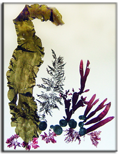 Sugar Kelp Pressing Artwork
