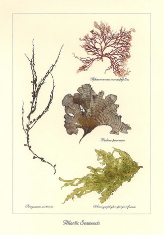 Atlantic Seaweeds