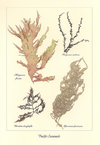 Pacific Seaweeds