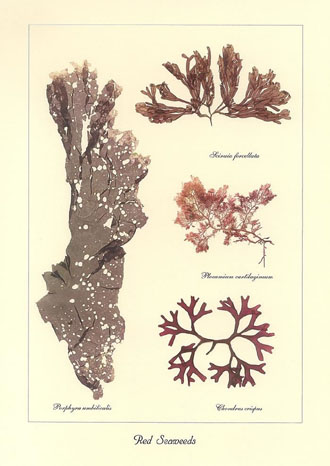 Red Seaweeds