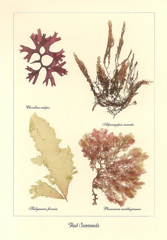 Red Seaweeds