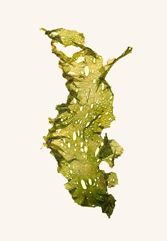 ULVA, SEA LETTUCE