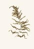 Sargassum muticu, invasive seaweed