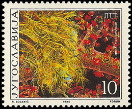 Seaweed on stamp