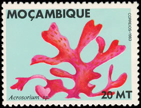 Seaweed on stamp