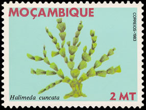 Seaweed on stamp