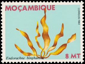 Seaweed on stamp