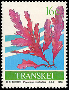 Seaweed on stamp