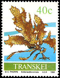 Seaweed on stamp