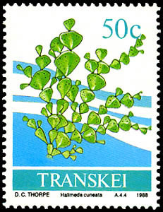 Seaweed on stamp