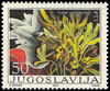 jugoslavia1985_50fucusvesiculosus.jpg (30kb)